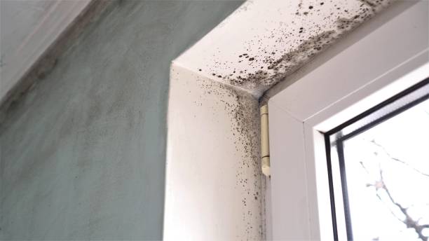 Best Crawl Space Mold Removal  in Kenyon, MN