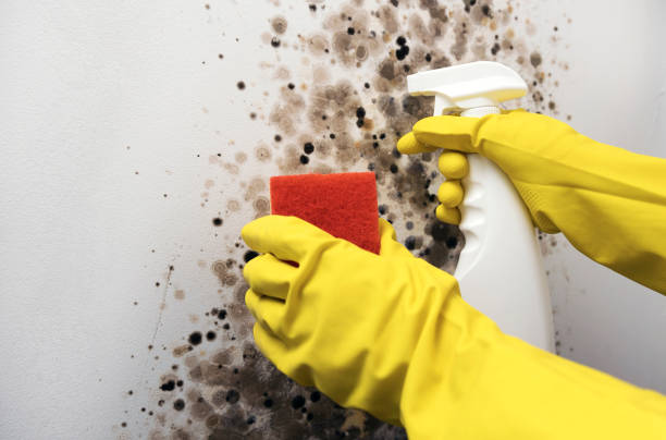 Best Fast Mold Removal  in Kenyon, MN