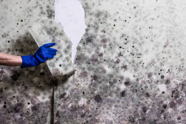 Best Black Mold Removal  in Kenyon, MN